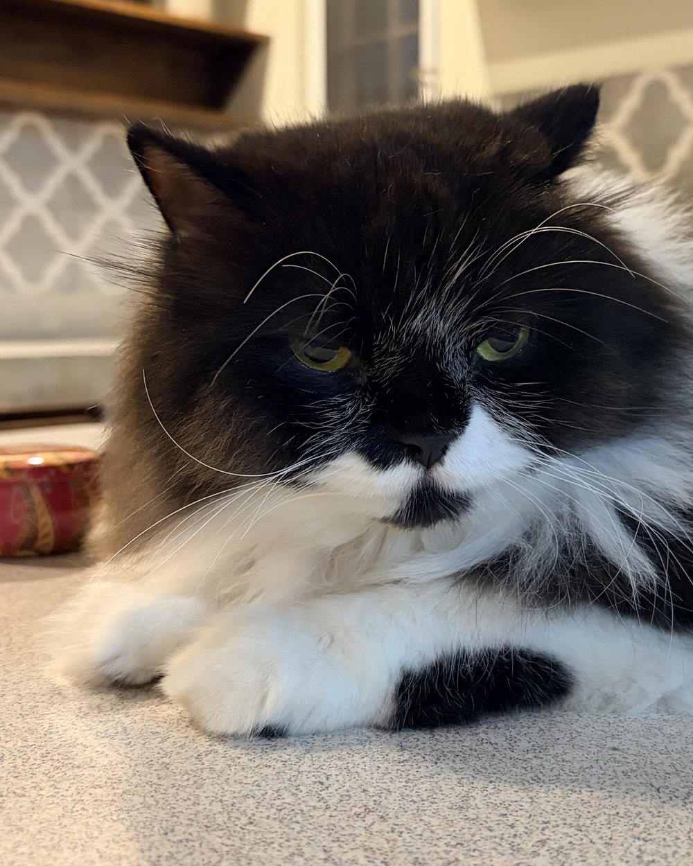 A phone photo of a black and white cat on a kitchen counter